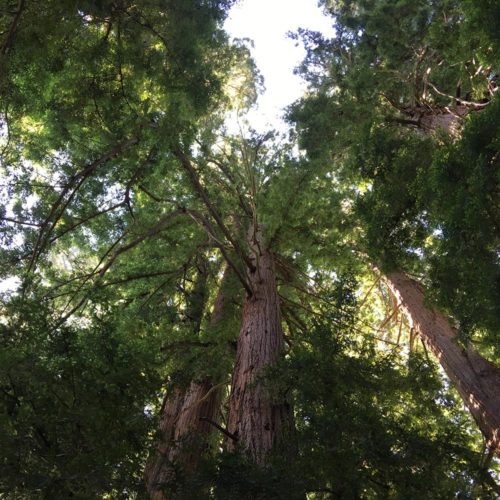 Ridgewood Ranch Wedding Venues - Ridgewood Ranch Grove, looking up through Redwoods, like a Cathedral IMG_5046