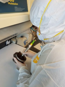 PhD student Kate DeRosa drilling into hoof at ancient human DNA lab, Binghamton University (NY) Photo credit: Dr. Steven Tammariello